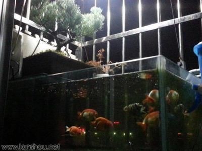 窗臺改魚缸，創(chuàng)意養(yǎng)魚新方式，打造獨特家居