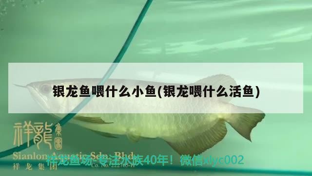 瓜州龍魚有哪些獨特品種？（瓜州龍魚有哪些獨特特征，瓜州龍魚的市場價格是多少）