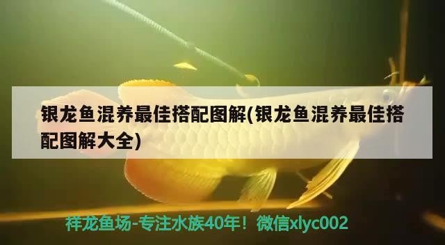 銀龍魚混養最佳搭配圖解(銀龍魚混養最佳搭配圖解大全)