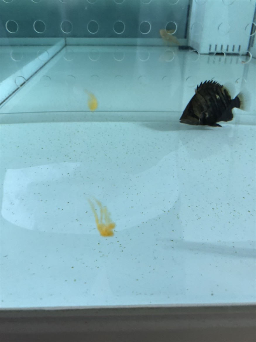 虎魚這樣的大便正常嗎，魚大便狀態引關注，這樣的便便