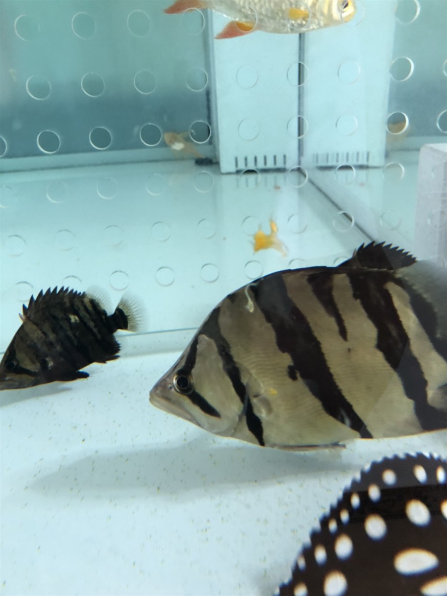 虎魚這樣的大便正常嗎，魚大便狀態引關注，這樣的便便