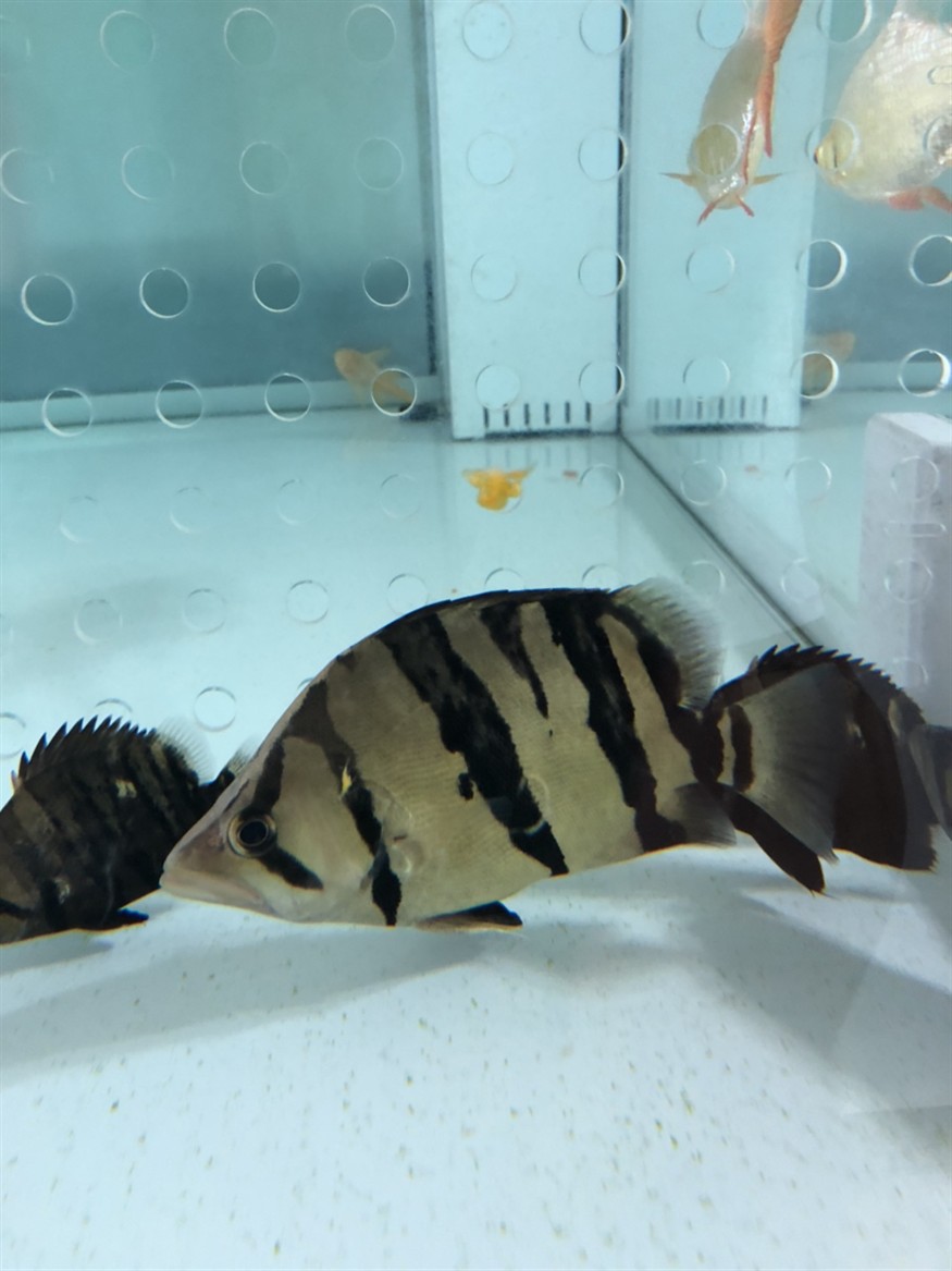 虎魚這樣的大便正常嗎，魚大便狀態引關注，這樣的便便