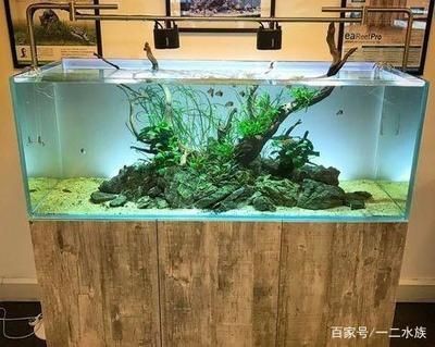 沉木景觀魚缸：沉木在魚缸中的作用，沉木景觀魚缸，探秘沉木在魚缸生態與造
