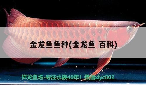金龍魚魚種(金龍魚百科)龍魚魚種全解析，品種特性、養(yǎng)殖要點(diǎn)與市場(chǎng)