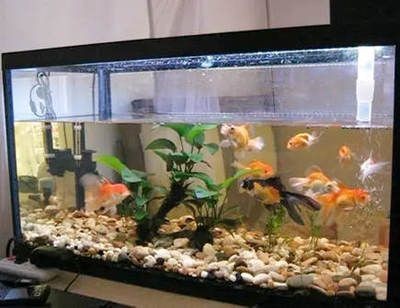 龍魚(yú)缸風(fēng)水尺寸，魚(yú)缸風(fēng)水尺寸全解析，大小、比例