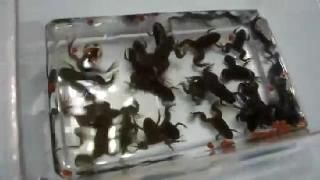 金龍魚吃什么昆蟲好，龍魚愛吃啥昆蟲？蟋蟀、蝗蟲等喂食要點