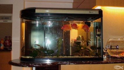 大魚缸怎樣清洗視頻：魚缸如何正確清洗魚缸，魚缸清洗視頻教程，正確步驟與方法，讓魚缸煥然