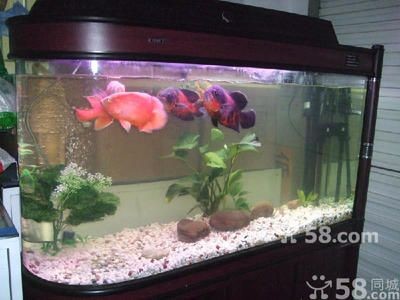 大魚缸怎樣清洗視頻：魚缸如何正確清洗魚缸，魚缸清洗視頻教程，正確步驟與方法，讓魚缸煥然