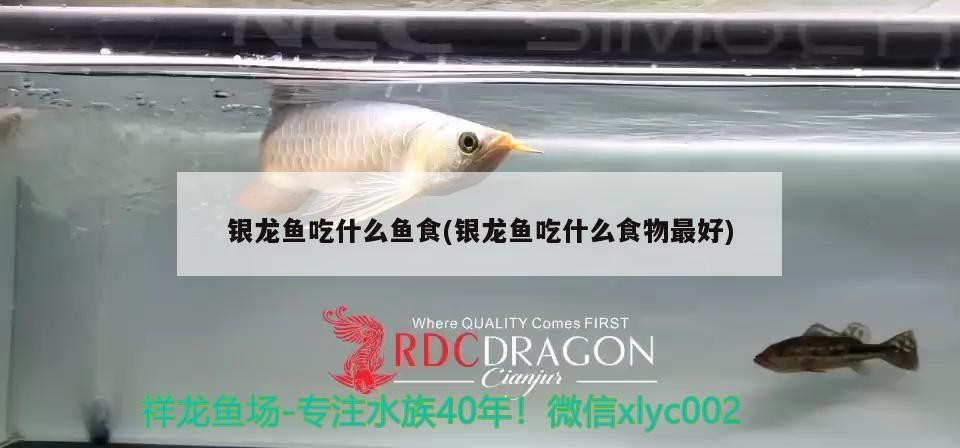 銀龍魚吃什么魚食(銀龍魚吃什么食物最好)龍魚吃什么魚食？最佳食物推薦