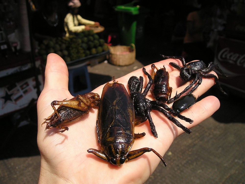 現(xiàn)在喂血紅蟲給虎魚吃了兩條虎魚都開口吃了，紅蟲投喂奏效，兩條虎魚