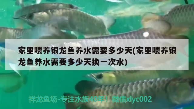 家里喂養銀龍魚養水需要多少天(家里喂養銀龍魚養水需要多少天換一次水)喂養銀龍魚，養水需幾天？換水頻率又該咋