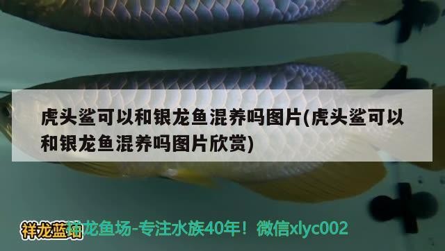 虎頭鯊可以和銀龍魚混養(yǎng)嗎圖片(虎頭鯊可以和銀龍魚混養(yǎng)嗎圖片欣賞)頭鯊與銀龍魚能否混養(yǎng)？高清圖片及混