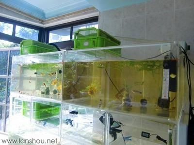 超市魚缸養(yǎng)魚技術(shù)要求視頻：超市魚缸養(yǎng)魚技術(shù)視頻，魚缸養(yǎng)魚技術(shù)要求詳解視頻，掌握超市魚缸養(yǎng)魚關(guān)鍵技術(shù)