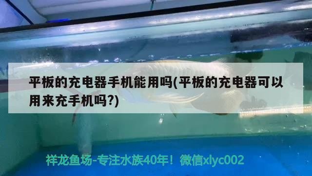 平板的充電器手機能用嗎(平板的充電器可以用來充手機嗎？)充電器能否充手機？功率適配、接口匹配等關(guān)鍵因素全