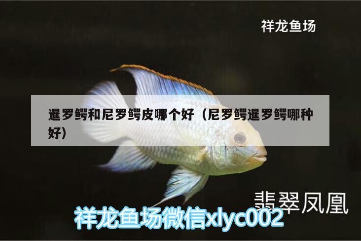 暹羅鱷和尼羅鱷皮哪個(gè)好（尼羅鱷暹羅鱷哪種好）羅鱷與尼羅鱷皮大比拼，究竟哪個(gè)更好？