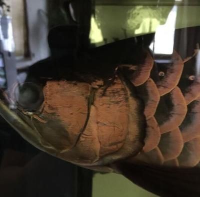 金龍魚眼睛有白霧正常嗎怎么治，龍魚眼睛現白霧正常與否？成因剖析及有效