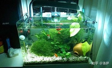 帶蓋子的魚缸過濾改裝：帶蓋子的魚缸過濾改裝方式，帶蓋子魚缸過濾改裝攻略，多種實用 帶蓋子的魚缸過濾改裝：帶蓋子的魚缸過濾改裝方式，帶蓋子魚缸過濾改裝攻略，多種實用 魚缸百科 第2張