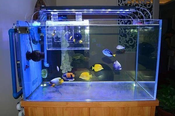 印尼紅龍魚價格走勢圖片(印尼紅龍魚大概多少錢)紅龍魚價格走勢圖片及市場行情分析，印尼紅龍