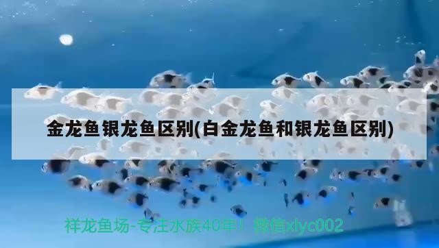 金龍魚銀龍魚區別(白金龍魚和銀龍魚區別)龍魚銀龍魚區別在哪？白金龍魚與銀龍