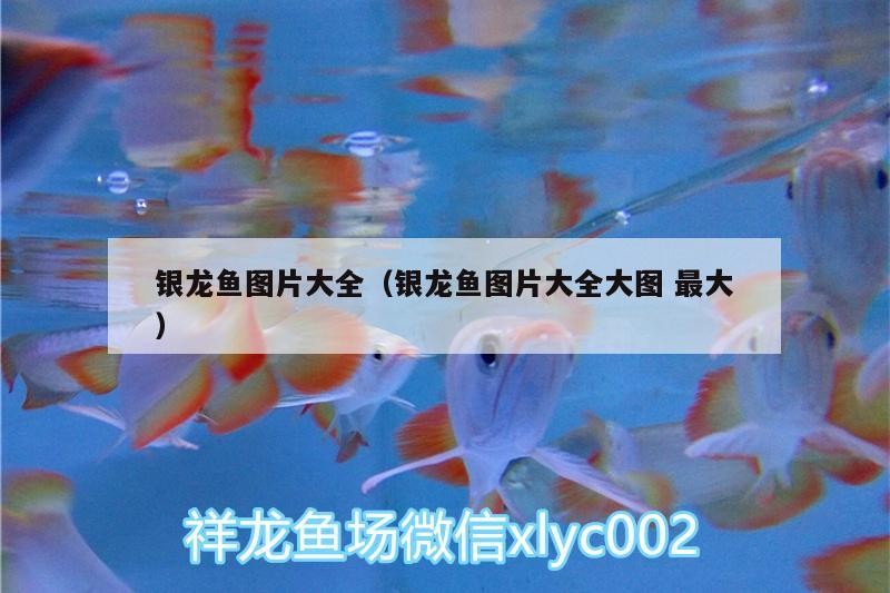銀龍魚圖片大全（銀龍魚圖片大全大圖最大）龍魚圖片大全，高清大圖，領略銀龍魚獨特魅力