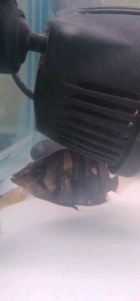 四紋包脖包肚虎魚紋路不清，紋包脖包肚虎魚紋路模糊不清，是何
