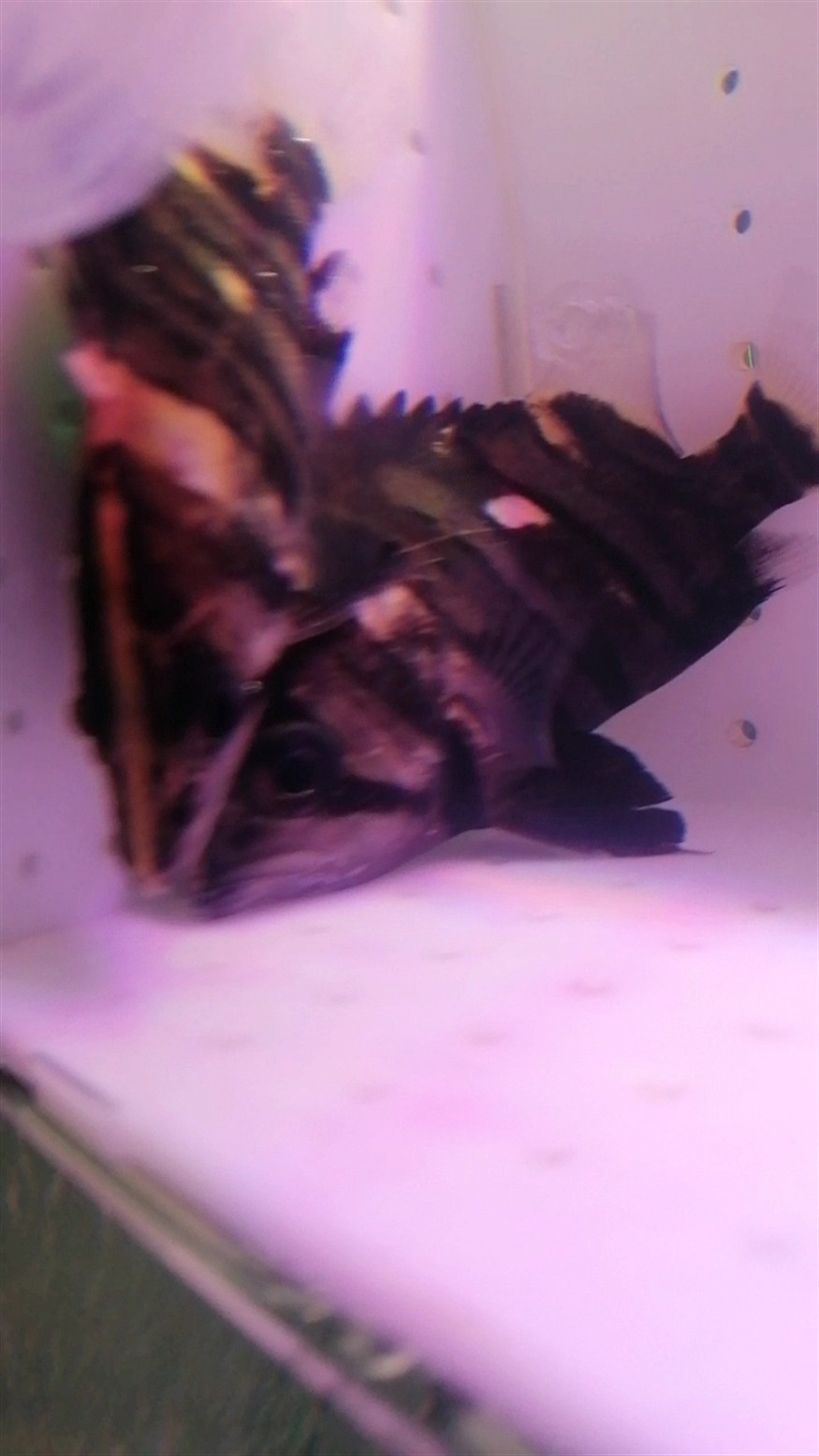 四紋包脖包肚虎魚紋路不清，紋包脖包肚虎魚紋路模糊不清，是何