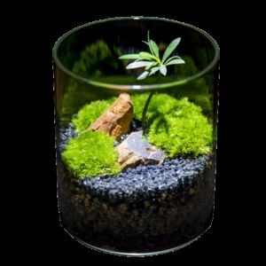 玻璃瓶做魚缸視頻：如何用玻璃瓶做一個生態缸，玻璃瓶變生態缸！超詳細制作視頻教程，打造迷你