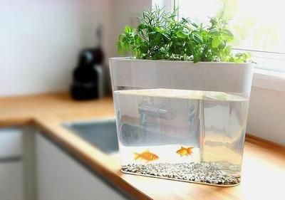 玻璃瓶做魚缸視頻：如何用玻璃瓶做一個生態缸，玻璃瓶變生態缸！超詳細制作視頻教程，打造迷你