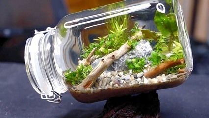 玻璃瓶做魚缸視頻：如何用玻璃瓶做一個生態缸，玻璃瓶變生態缸！超詳細制作視頻教程，打造迷你