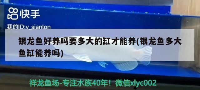 銀龍魚好養嗎要多大的缸才能養(銀龍魚多大魚缸能養嗎)龍魚好養與否及飼養所需魚缸