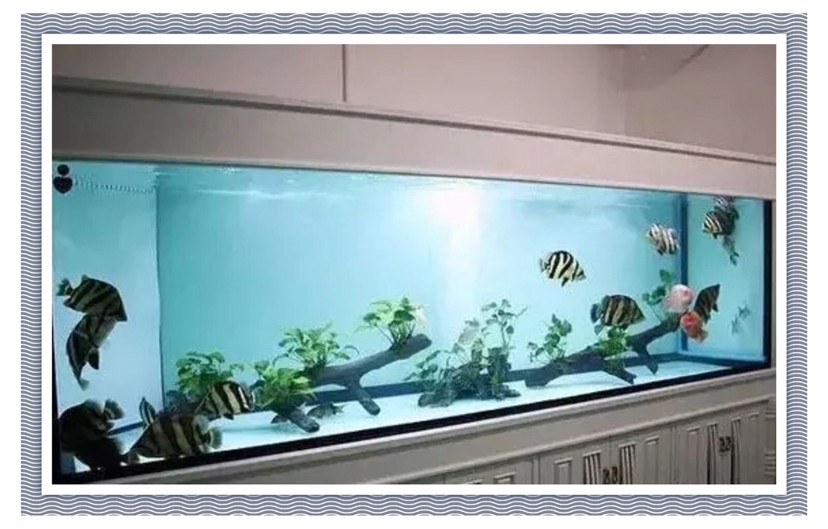 飼養(yǎng)、混養(yǎng)虎魚這五點(diǎn)你必須知道，飼養(yǎng)混養(yǎng)虎魚關(guān)鍵，這五點(diǎn)你必須要知道！