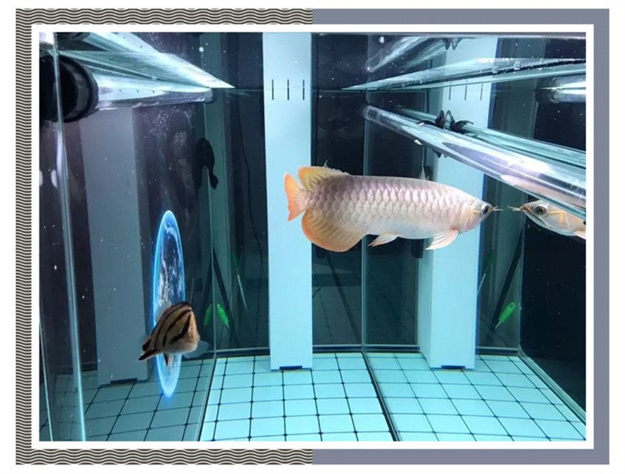 飼養(yǎng)、混養(yǎng)虎魚這五點(diǎn)你必須知道，飼養(yǎng)混養(yǎng)虎魚關(guān)鍵，這五點(diǎn)你必須要知道！