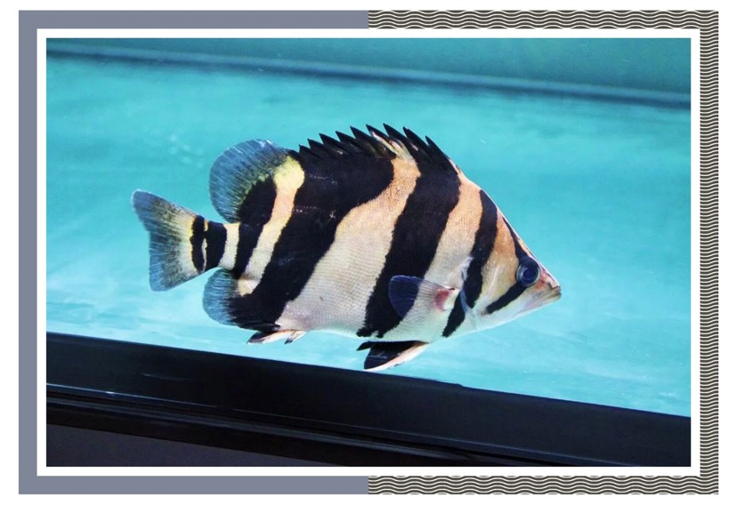 飼養(yǎng)、混養(yǎng)虎魚這五點(diǎn)你必須知道，飼養(yǎng)混養(yǎng)虎魚關(guān)鍵，這五點(diǎn)你必須要知道！