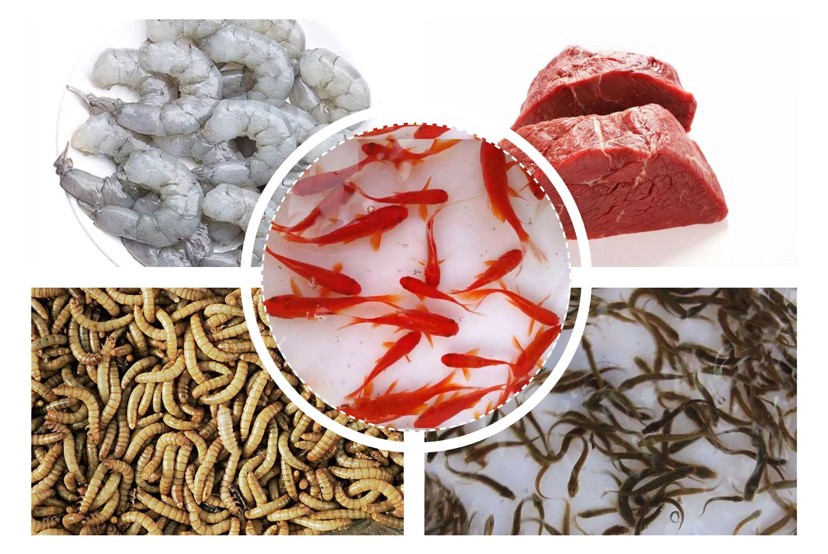 飼養(yǎng)、混養(yǎng)虎魚這五點(diǎn)你必須知道，飼養(yǎng)混養(yǎng)虎魚關(guān)鍵，這五點(diǎn)你必須要知道！
