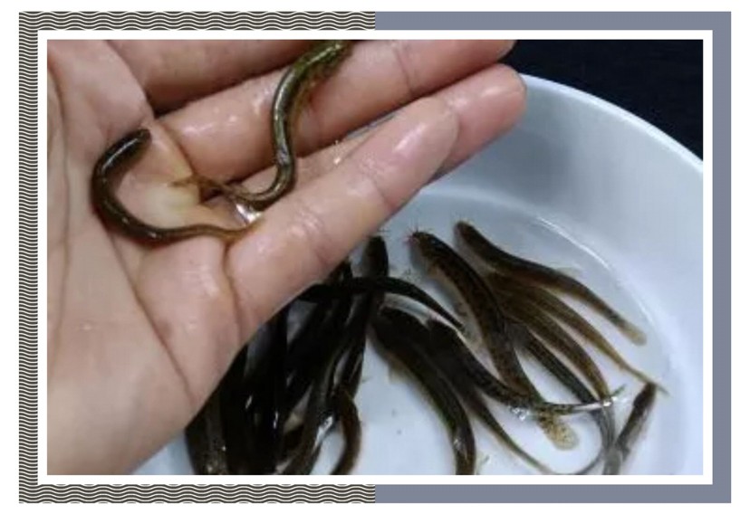 飼養(yǎng)、混養(yǎng)虎魚這五點(diǎn)你必須知道，飼養(yǎng)混養(yǎng)虎魚關(guān)鍵，這五點(diǎn)你必須要知道！