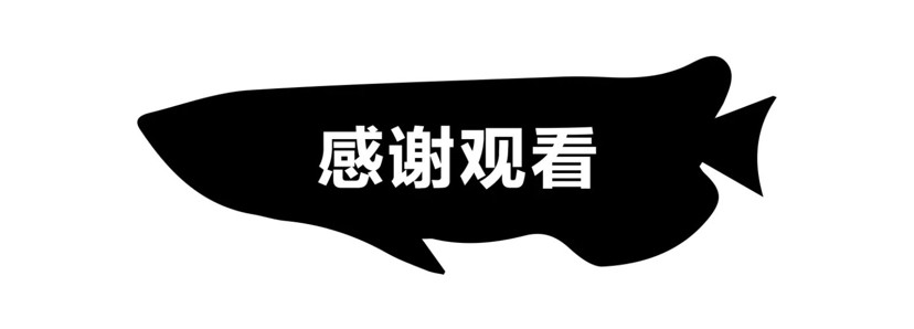 飼養(yǎng)、混養(yǎng)虎魚這五點(diǎn)你必須知道，飼養(yǎng)混養(yǎng)虎魚關(guān)鍵，這五點(diǎn)你必須要知道！