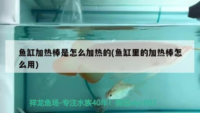 魚缸加熱棒是怎么加熱的(魚缸里的加熱棒怎么用)加熱棒工作原理及使用方法詳解，助你 魚缸加熱棒是怎么加熱的(魚缸里的加熱棒怎么用)加熱棒工作原理及使用方法詳解，助你 銀龍魚百科