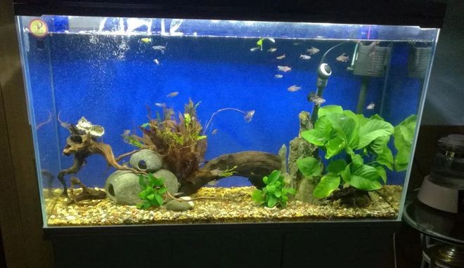 1米8的魚缸養幾條魚好，米 8 魚缸養幾條魚合適？數量與品種