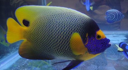 市場上常見的觀賞魚有哪些：市場上常見的觀賞魚，探尋市場常見觀賞魚，種類多樣，各有千秋