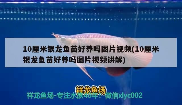 10厘米銀龍魚苗好養嗎圖片視頻(10厘米銀龍魚苗好養嗎圖片視頻講解)0厘米銀龍魚苗好養嗎？圖片視頻全解析，養殖要點及注意事項詳解
