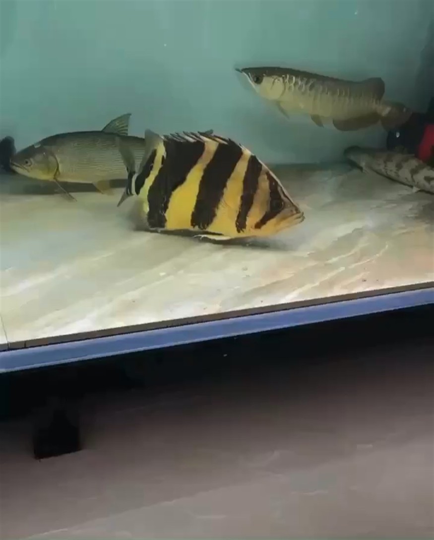 35公分 虎魚，探秘35公分虎魚，獨特魅力與飼養要點全