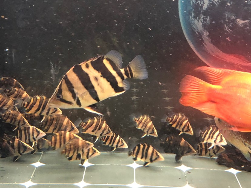 虎魚蘇虎苗養殖，虎苗養殖全攻略，虎魚培育技巧與環境管理要點