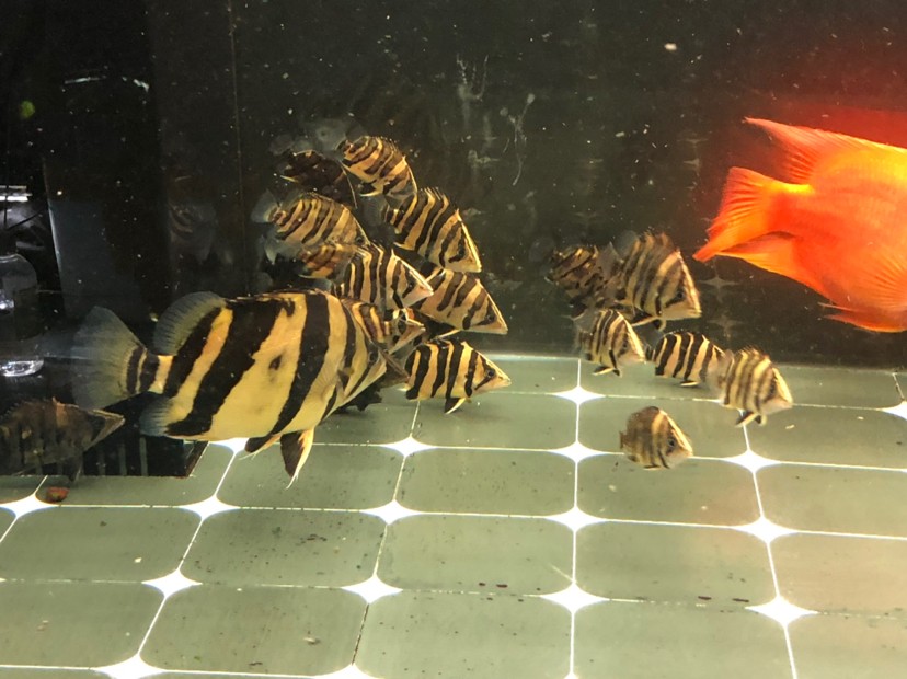 虎魚蘇虎苗養殖，虎苗養殖全攻略，虎魚培育技巧與環境管理要點