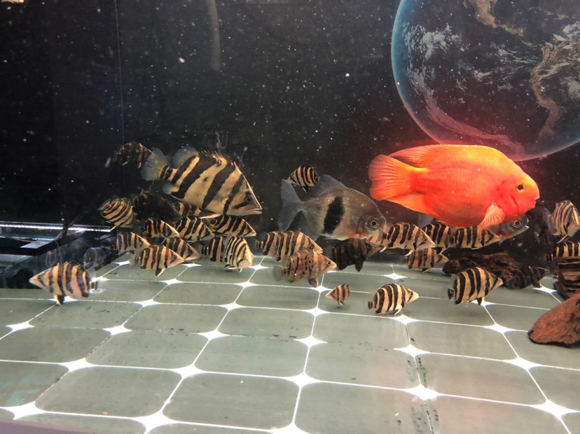 虎魚蘇虎苗養殖，虎苗養殖全攻略，虎魚培育技巧與環境管理要點