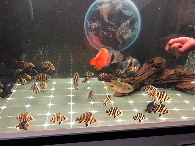虎魚蘇虎苗養殖，虎苗養殖全攻略，虎魚培育技巧與環境管理要點