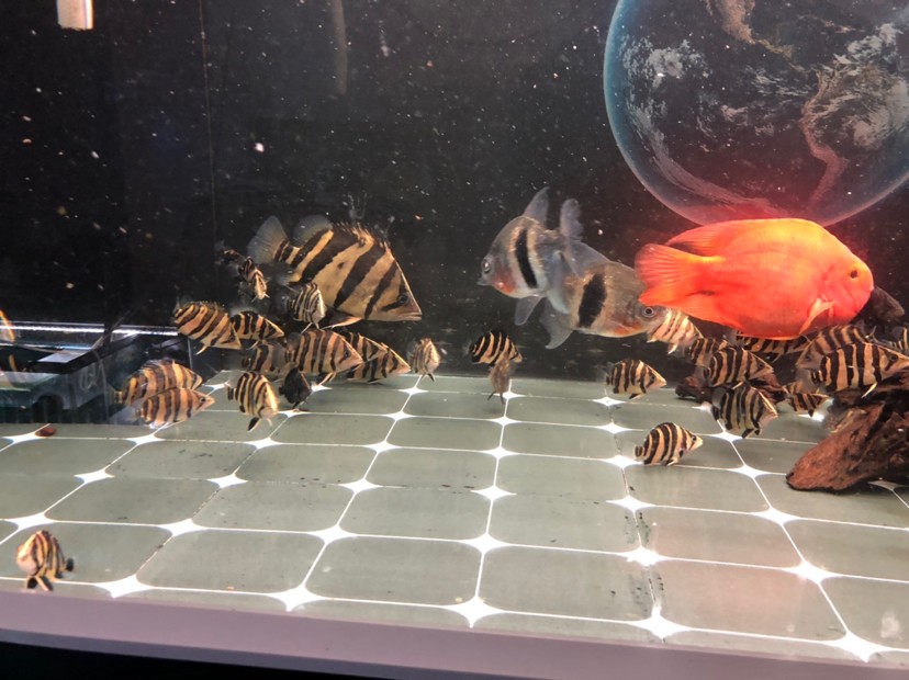 虎魚蘇虎苗養殖，虎苗養殖全攻略，虎魚培育技巧與環境管理要點