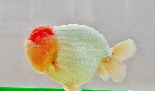 半圓柱形魚缸濾材的放置方法：半圓柱形魚缸濾材的選擇與擺放魚缸濾材的選擇與擺放，圓柱形魚缸濾材選擇與擺放方法，打造優質水環境