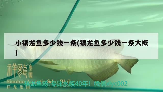 小銀龍魚(yú)多少錢(qián)一條(銀龍魚(yú)多少錢(qián)一條大概)銀龍魚(yú)價(jià)格揭秘，一條大概多少錢(qián)