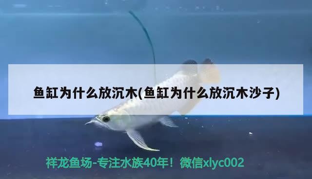 魚缸為什么放沉木(魚缸為什么放沉木沙子)放沉木及沙子原因揭秘，對水質生態有何重要影響