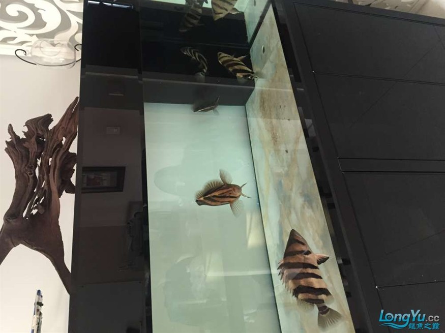 印尼三紋、四紋虎魚出售，三紋、四紋虎魚特惠出售，品質優良等